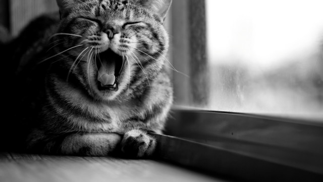 Cat yawning window sill black free wallpaper - medium preview image