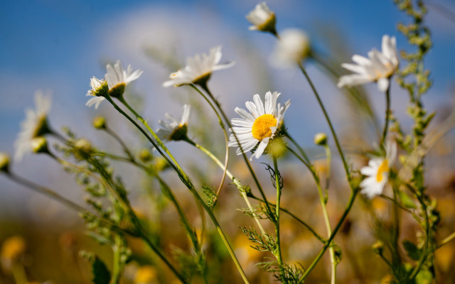Daisy field blue sky bokeh #2 free wallpaper - medium preview image