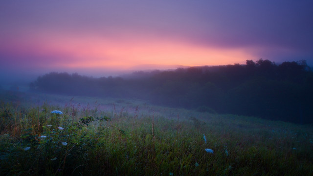 Foggy sunset horizon trees lake free wallpaper - medium preview image