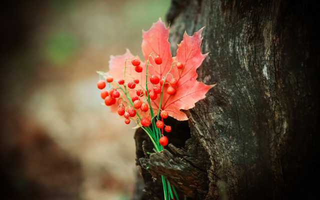 Red berries tree trunk leaf free wallpaper - medium preview image