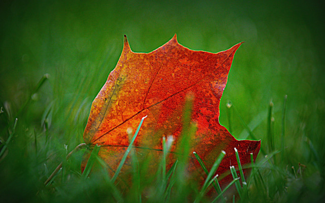 Red leaf grass green background free wallpaper - medium preview image