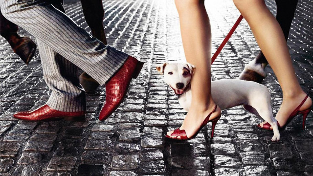 Dog leash brick street onlookers free wallpaper - medium preview image
