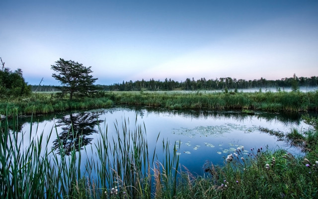 Pond trees grass sky nature free wallpaper - medium preview image