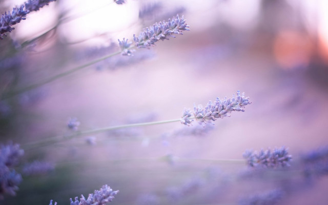 Lavender blossoms blurry background macro free wallpaper - medium preview image