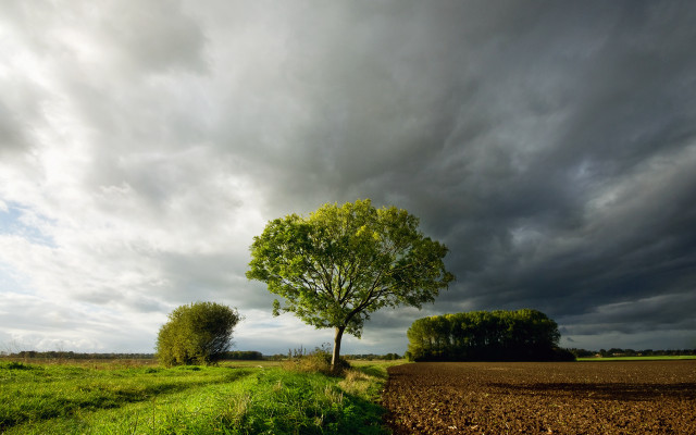 Tree field cloudy sky path #2 free wallpaper - medium preview image