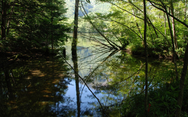 River forest green trees lake free wallpaper - medium preview image