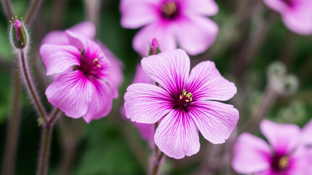 Pink flower closeup bokeh macro #3 free wallpaper - medium preview image