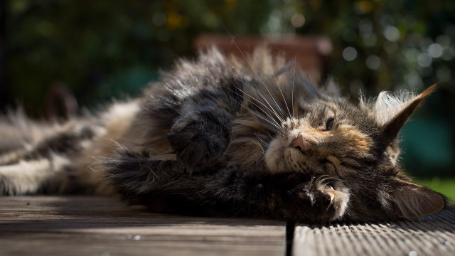 Cat laying on wooden deck free wallpaper - medium preview image