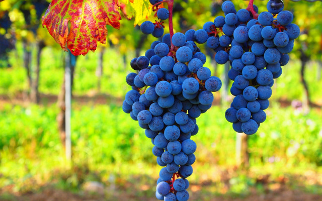Grapes vineyard leafy background bokeh free wallpaper - medium preview image