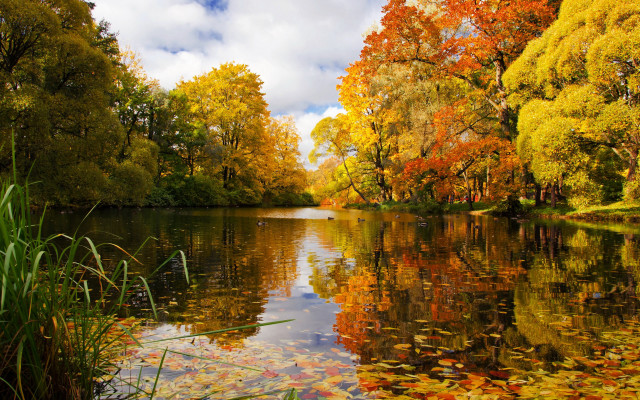 River trees autumn leaves sky free wallpaper - medium preview image