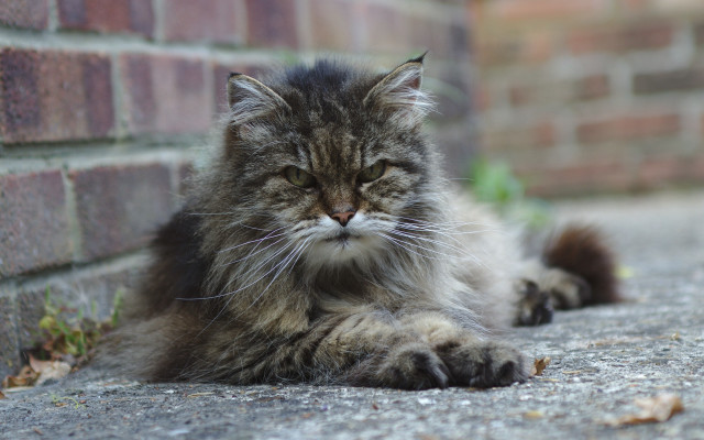 Sad cat brick wall outdoors free wallpaper - medium preview image