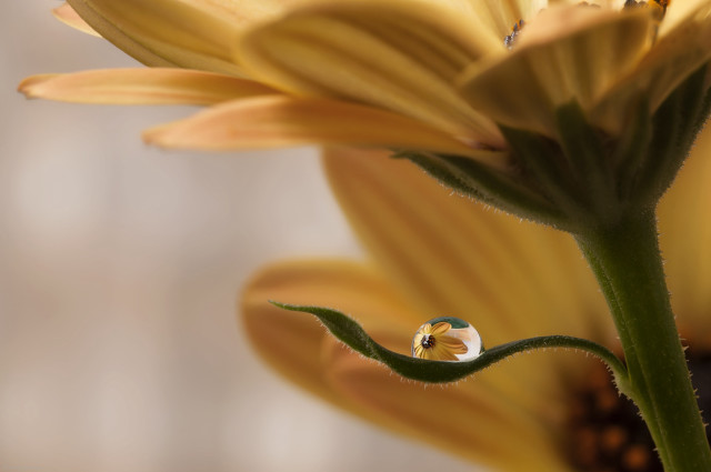 Flower waterdrop macro blurry background free wallpaper - medium preview image