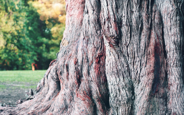 Tree red marks bench forest free wallpaper - medium preview image