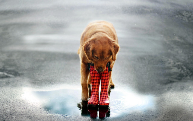 Dog red boots puddle water free wallpaper - medium preview image