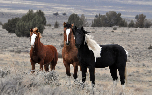 Three horses field trees clouds free wallpaper - medium preview image