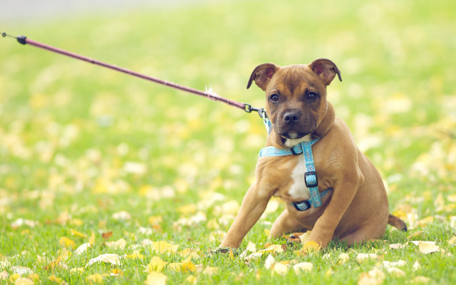 Dog grass leash rayonism tiltshift free wallpaper - medium preview image