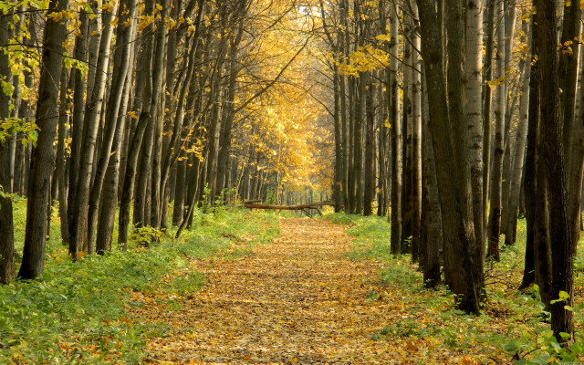 Forest path bench autumn cityscape free wallpaper - medium preview image