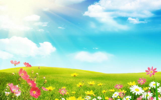 Flower field sky sunshine butterfly free wallpaper - medium preview image