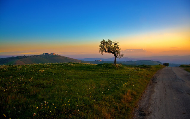 Lone tree grassy hill sunset #2 free wallpaper - medium preview image