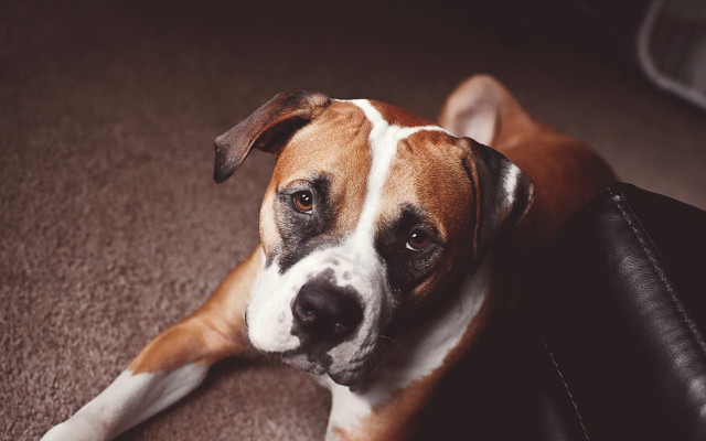 Dog sad laying on couch free wallpaper - medium preview image