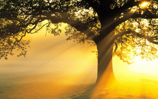 Tree sunlight foggy field autumn free wallpaper - medium preview image