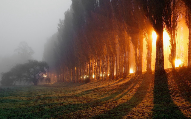 Foggy trees streetlight australian tonalism free wallpaper - medium preview image