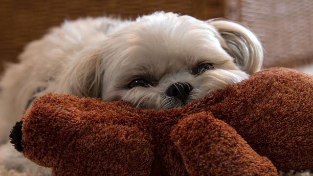 Small white dog on stuffed free wallpaper - medium preview image