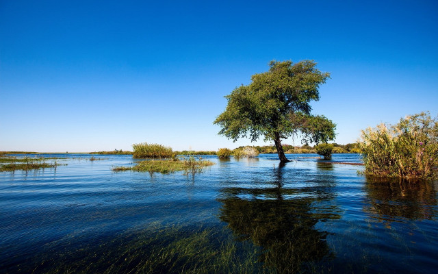 Tree water pond grass sky free wallpaper - medium preview image