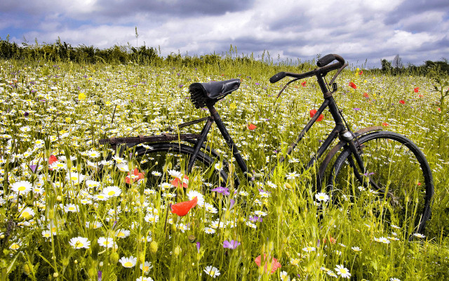 Bicycle flower field sunset sky free wallpaper - medium preview image
