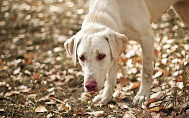 White dog leaf field frisbee free wallpaper - medium preview image