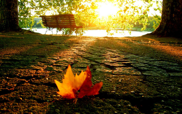 Autumn leaf sunlight forest bench free wallpaper - medium preview image