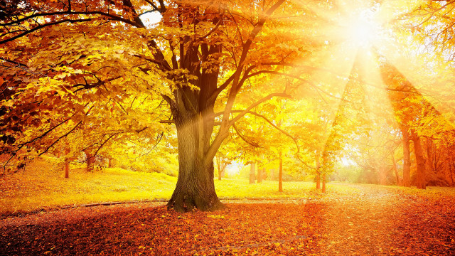 Yellow leaves tree park autumn free wallpaper - medium preview image