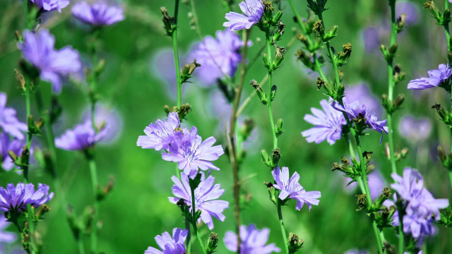 Purple flower bee macro bokeh free wallpaper - medium preview image