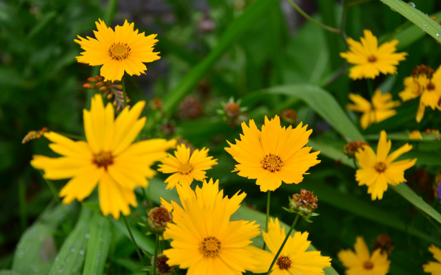 Yellow daisy dandelion sunflower flower free wallpaper - medium preview image