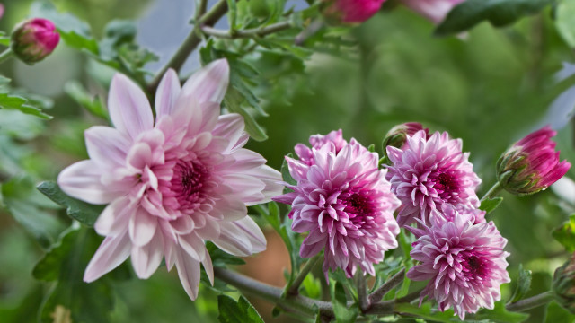 Pink flower garden macro blurry #2 free wallpaper - medium preview image