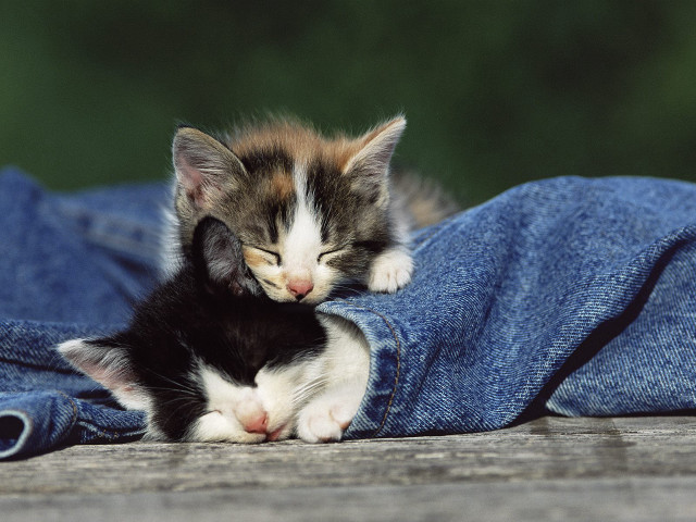 Kitten jeans sleeping microscopic cute free wallpaper - medium preview image