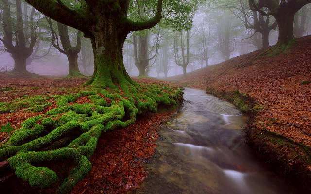 Stream forest moss tree roots free wallpaper - medium preview image