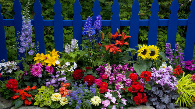 Blue fence with colorful flowers free wallpaper - medium preview image