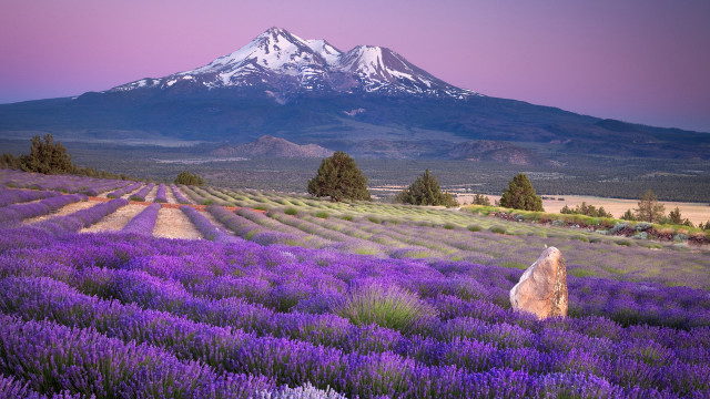 Lavender mountain sunset pink purple free wallpaper - medium preview image