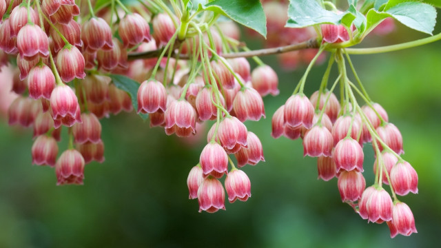 Pink flowers hanging leaves bloom free wallpaper - medium preview image