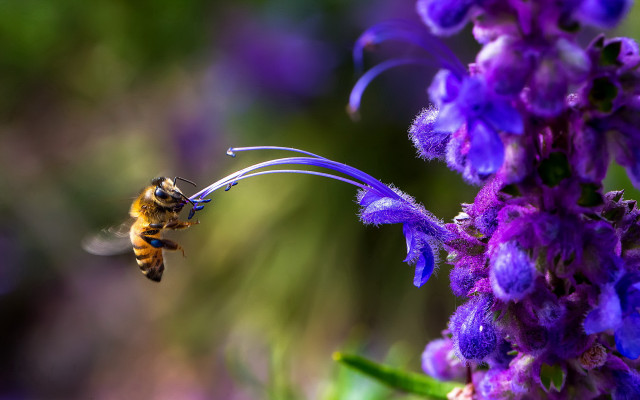 Bee purple flower macro blurry free wallpaper - medium preview image