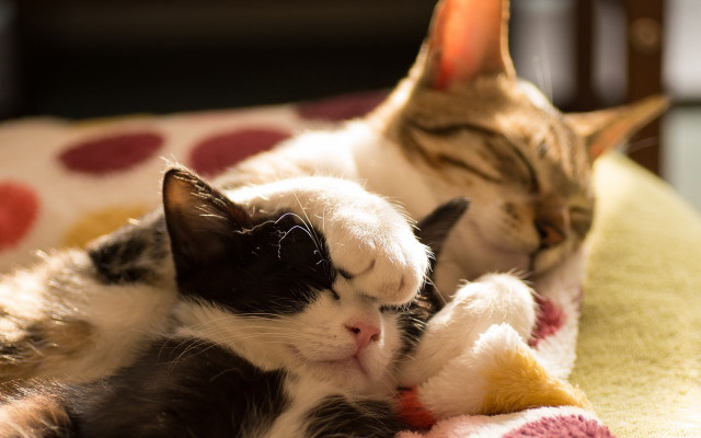 Two cats sleeping on blanket free wallpaper - medium preview image