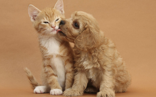 Small dog cat touching noses free wallpaper - medium preview image