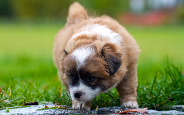 Puppy walking grass blurry nature free wallpaper - medium preview image