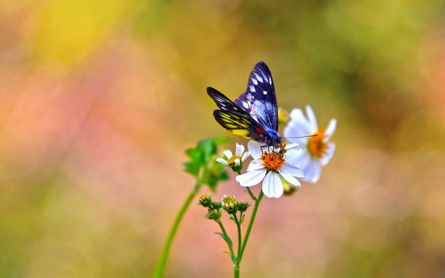 Blue butterfly flower macro blurry free wallpaper - medium preview image