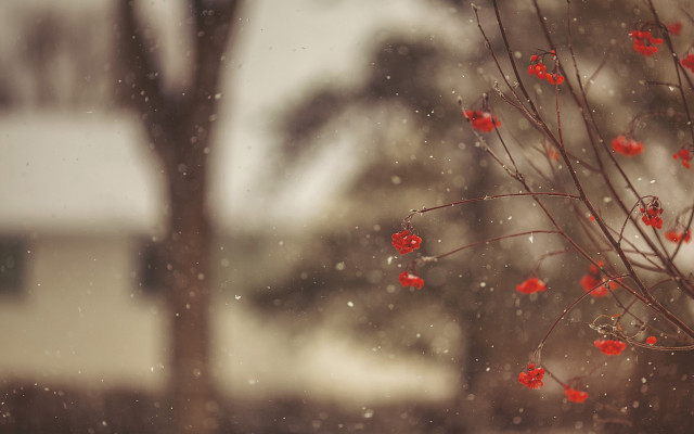 Tree red berries snow winter free wallpaper - medium preview image