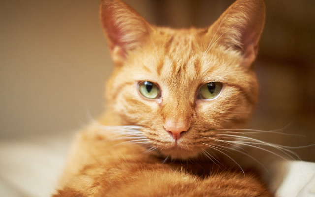 Cat green eyes whiskers shift free wallpaper - medium preview image