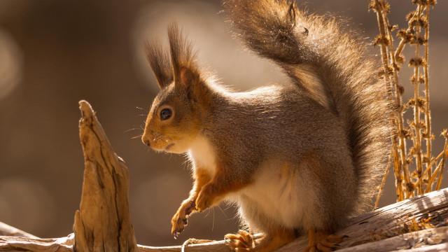 Squirrel branch tail up open free wallpaper - medium preview image