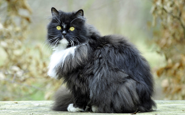 Black white cat wooden table free wallpaper - medium preview image