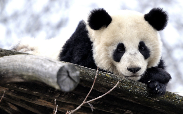 Panda sitting on branch sad free wallpaper - medium preview image